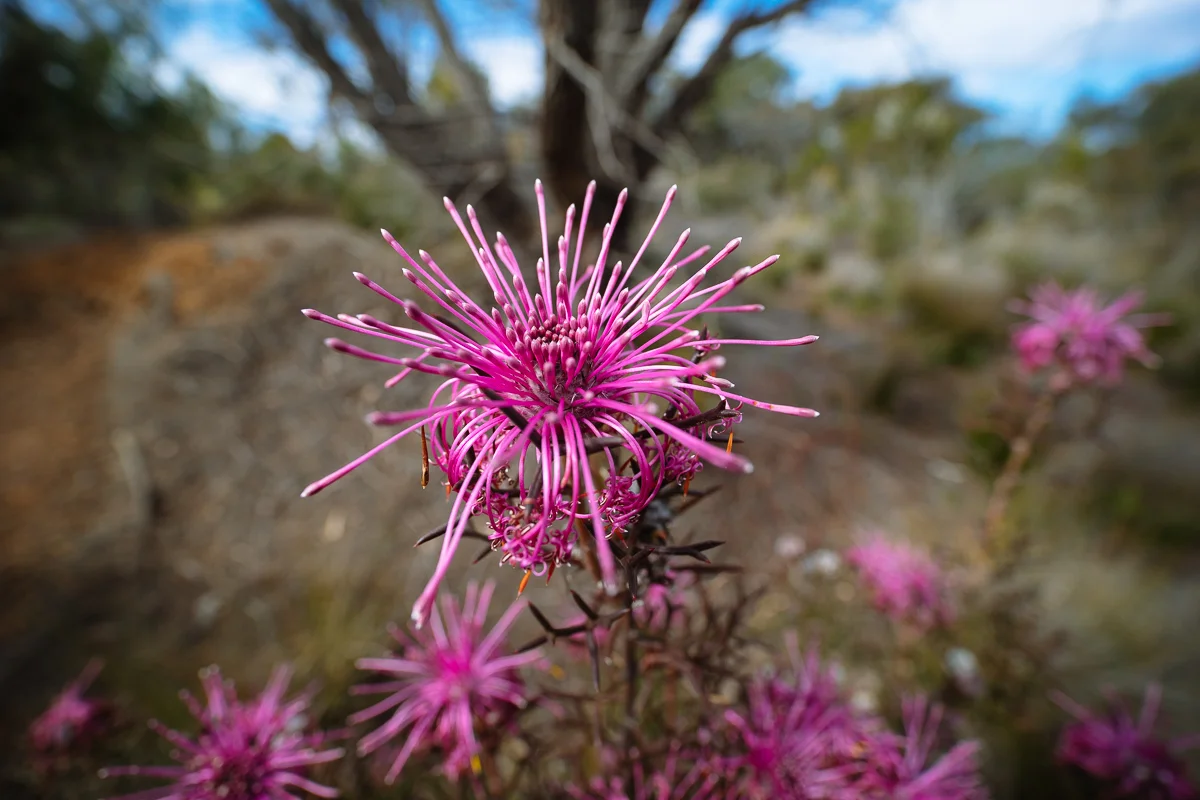 A stunning Isopogon sp. from Western Australia near Albany.