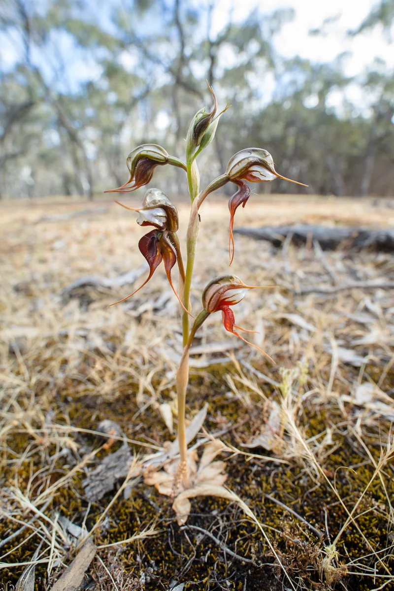 The Floodplain Rustyhood orchid, Pterostylis cheraphila .