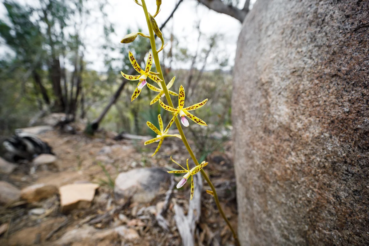 This is the only known plant of the yellow hyacinth orchid, Dipodium hamiltonianum , in the ACT.