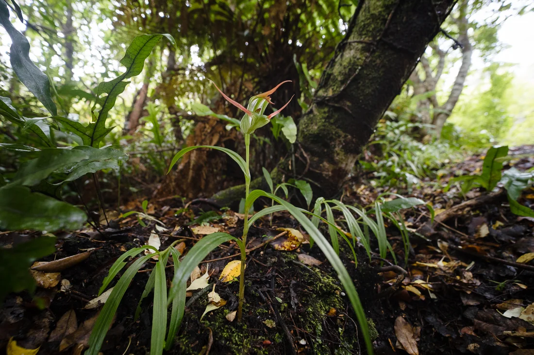 The magnificent Pterostylis banksii greenhood orchid from New Zealand.