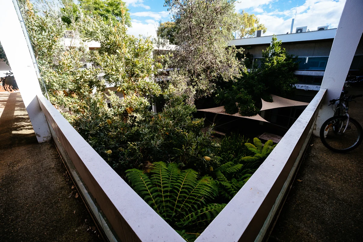 The view over the courtyard from the second floor. Banksias, tree ferns, magnolia.