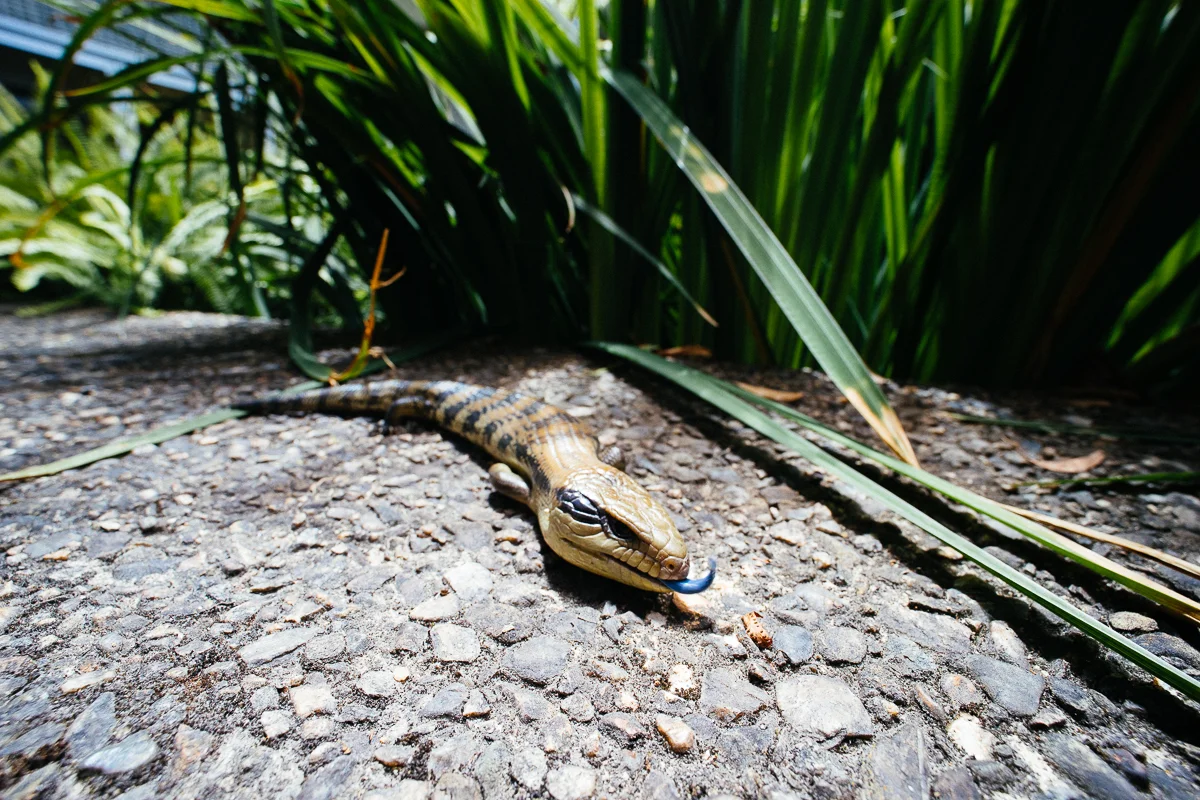 The resident blue tongue lizard.