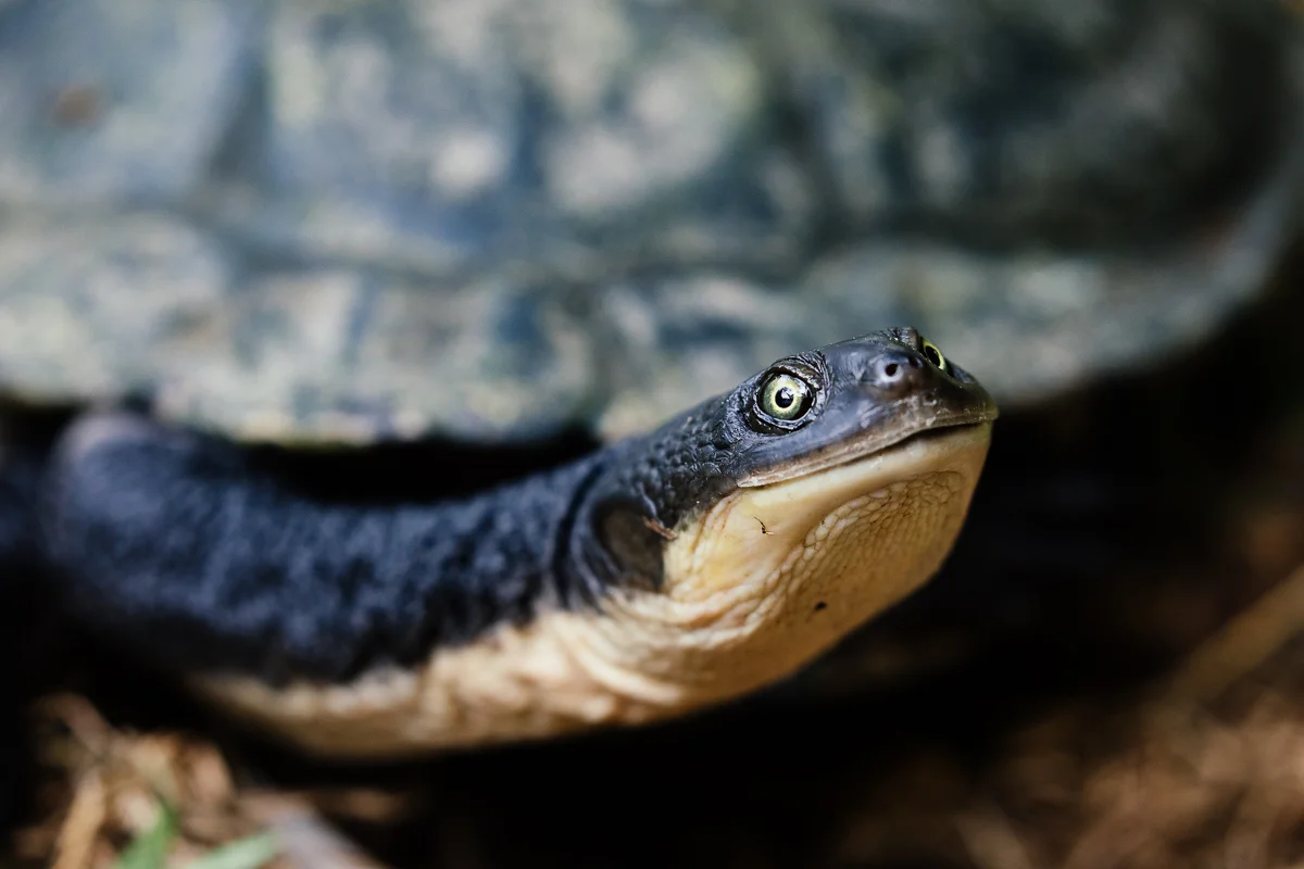 The turtles were pretty weird. Funny animals.