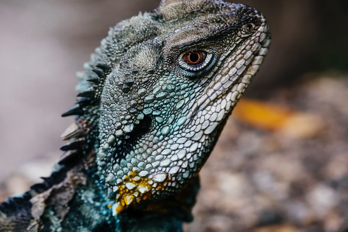 The water dragons were seriously cool. I think they were everyone's favourite.