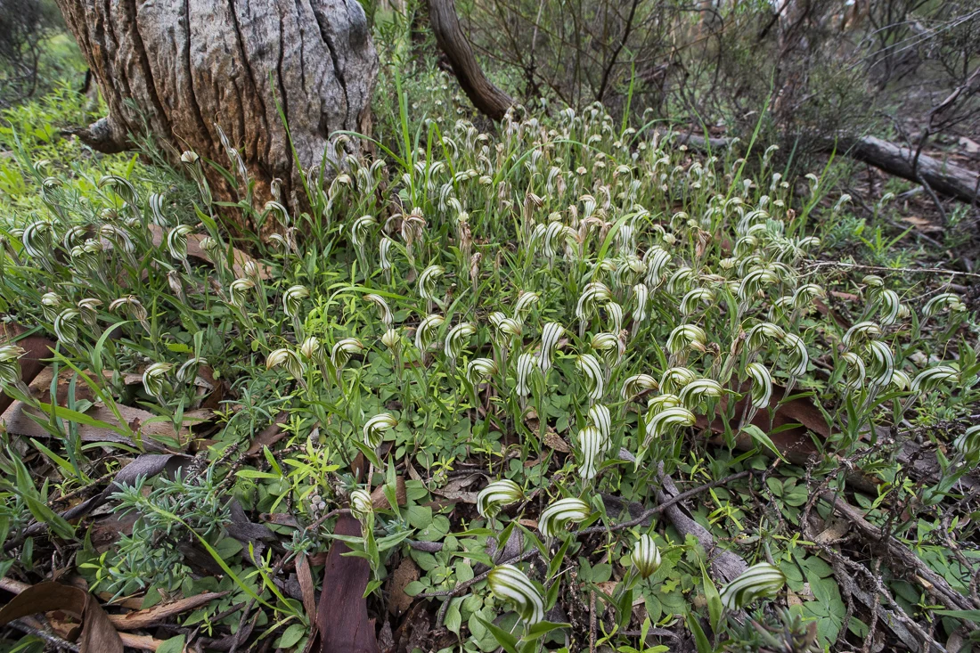 Green-vained shell orchid, Pterostylis scabra flowering en masse