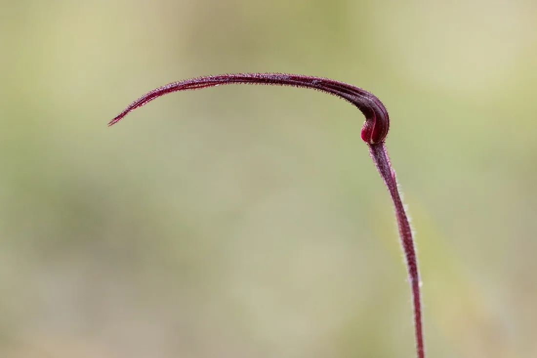 The bud of red spider, possibly Patricia’s spider orchid, Caladenia dundasiae. The shape reminds me of the beak of an ibis or some kind of crook.