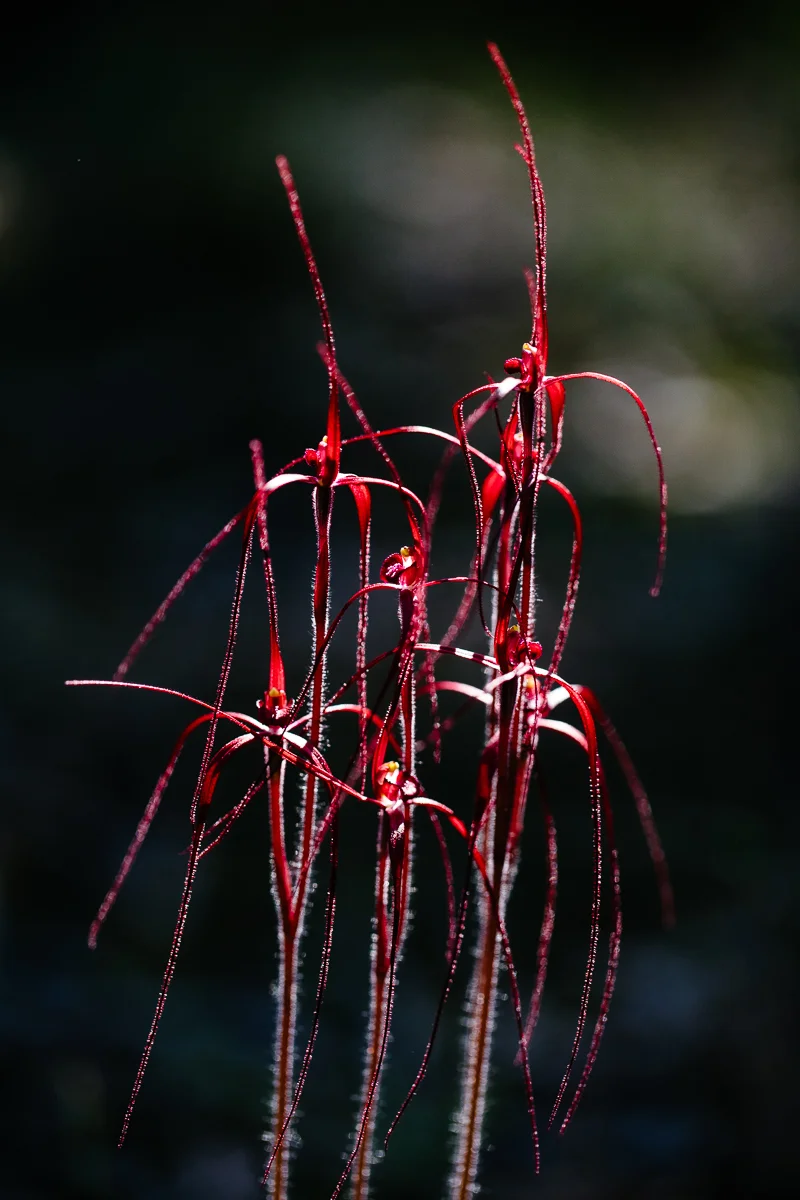 Blood spider orchid, Caladenia filifera