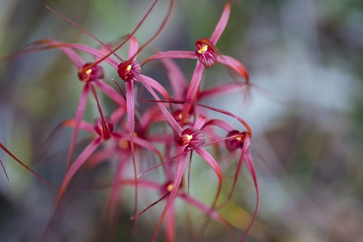 Blood spider orchid, Caladenia filifera