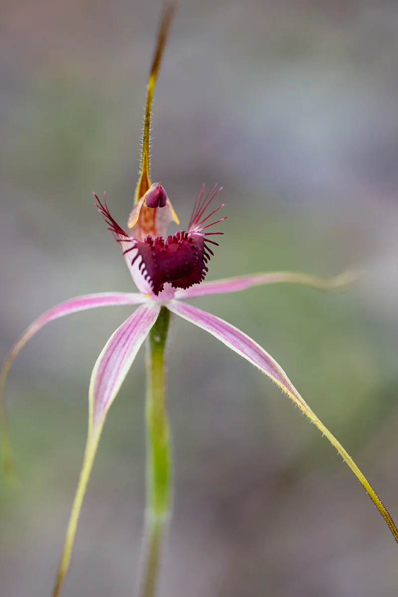 Carousel spider orchid, Caladenia arenicola