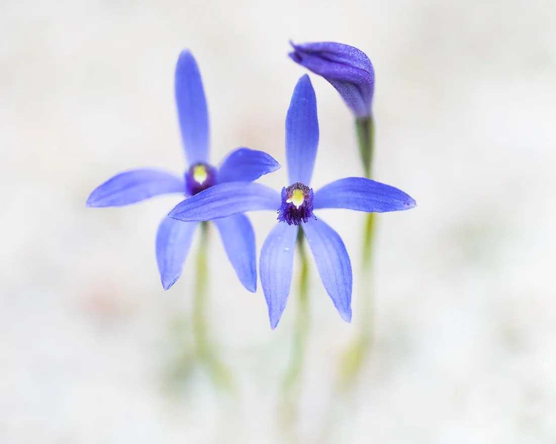 A visual tour of WA orchids