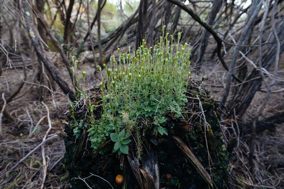 Slender snail orchid, Pterostylis sp. slender