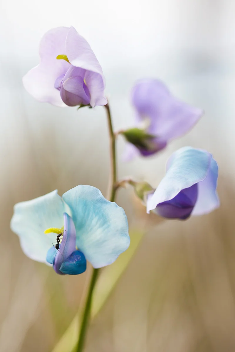 Swainsona procumbens, the Broughton Pea