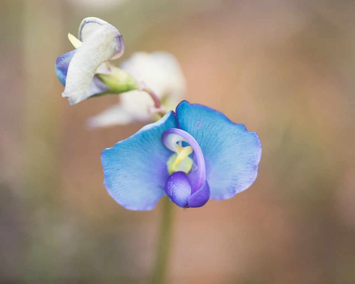 Swainsona procumbens, the Broughton Pea
