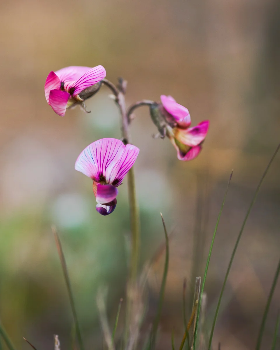 Swainsona murrayana, the Slender Darling Pea