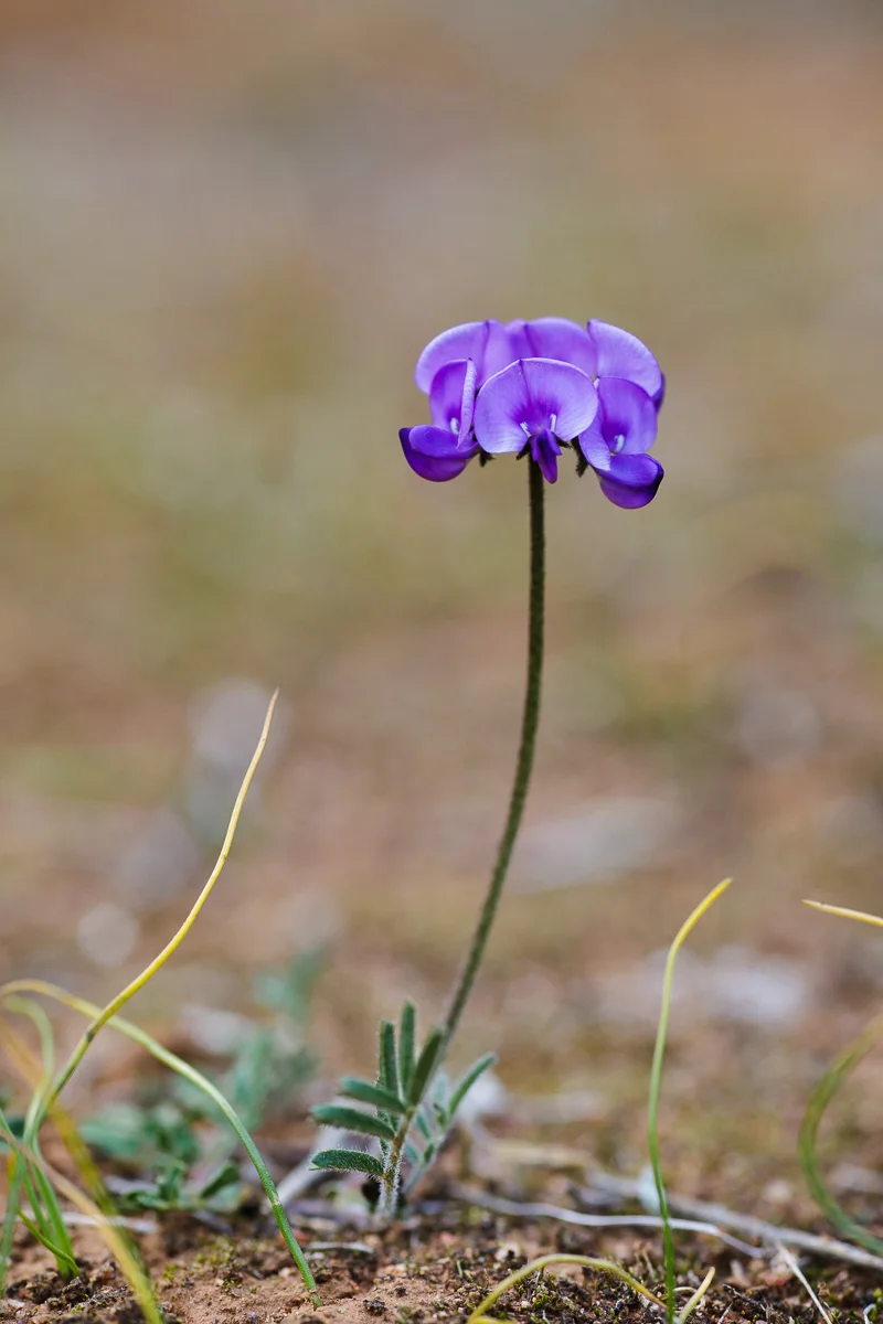 Swainsona behriana, the Southern Swainson-pea