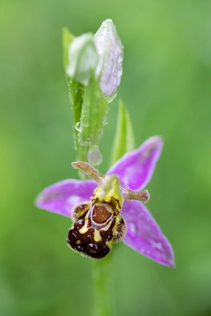 Colour varies between different flowers - the sepals and petals of this particular individual were incredibly pink.