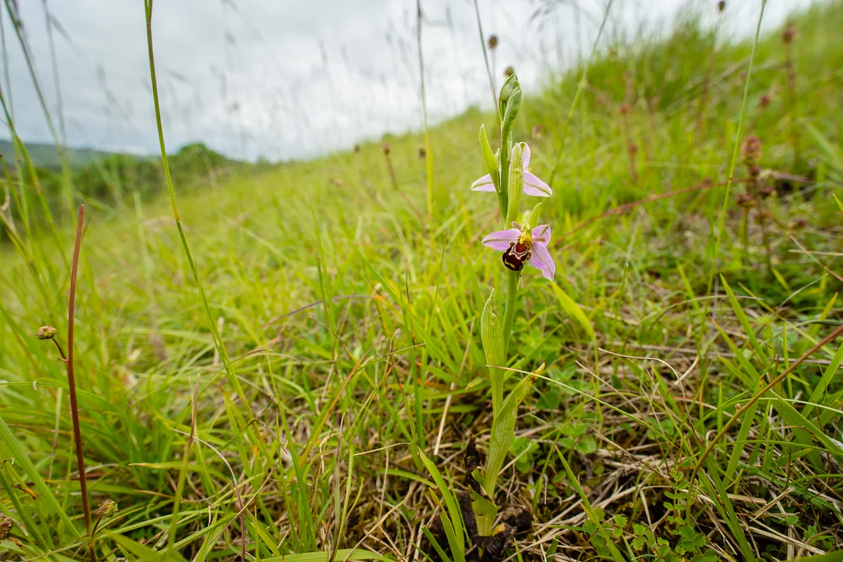 Ophrys apifera amongst chalk grassland at Box Hill.