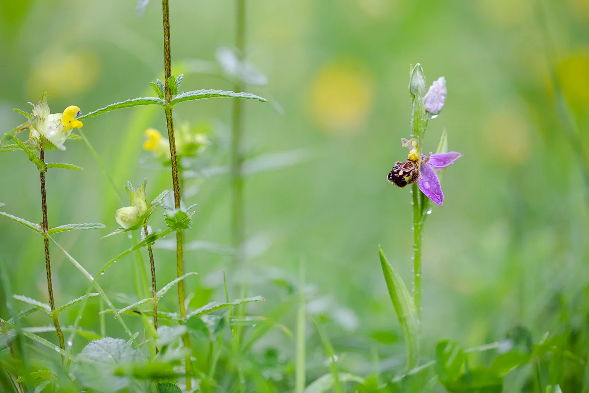 Ophrys apifera growing amongst grasses and other herbs.