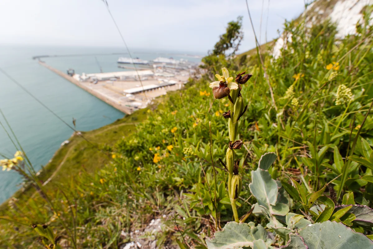 Ophrys sphegodes overlooking the port at Dover.
