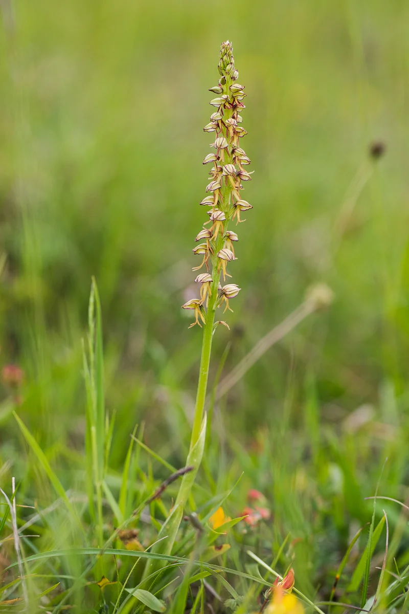 Some inflorescences can be quite tall and full of flowers.