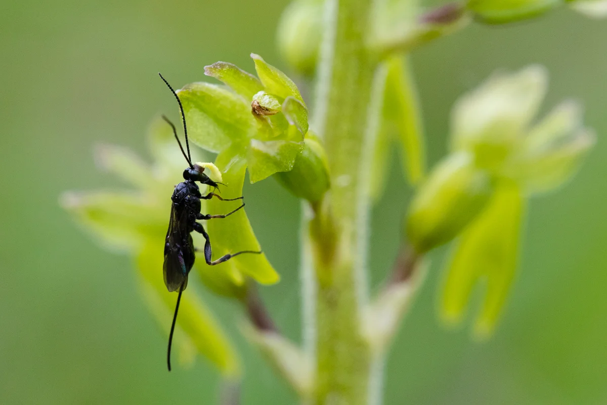 We even saw a pollinator on Neottia ovata flowers at Box Hill, moving slowly from flower to flower, and feeding on ?sugar on the labellum.