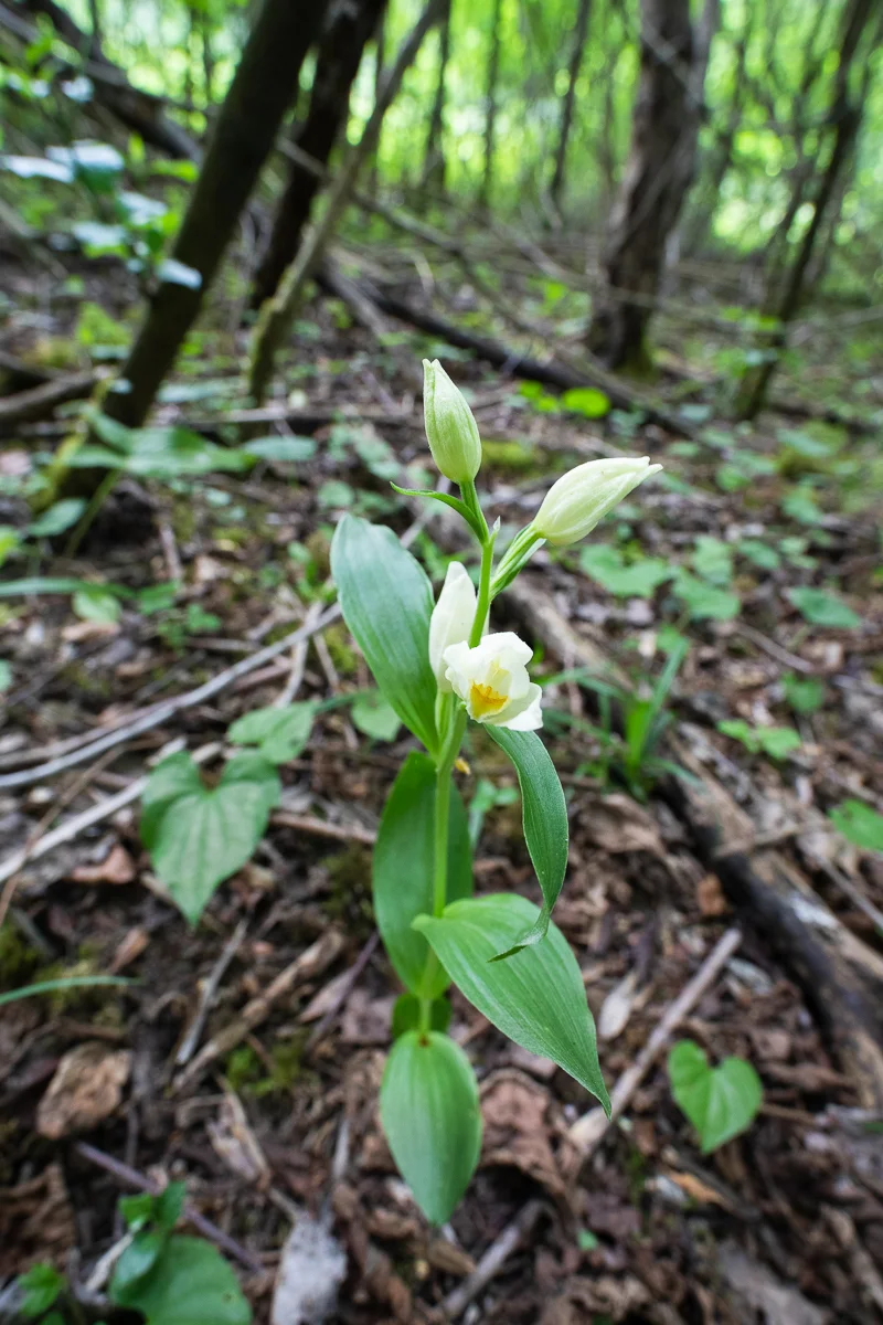 A semi-open flower of Cephalanthera damasonium , the white helleborine