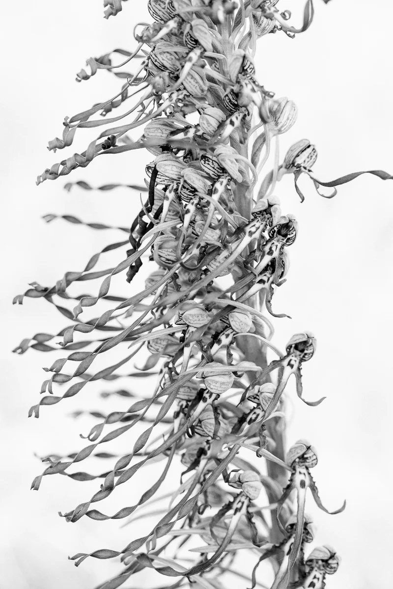 The incredible twists and shapes of the super long labellum on these lizard orchids.