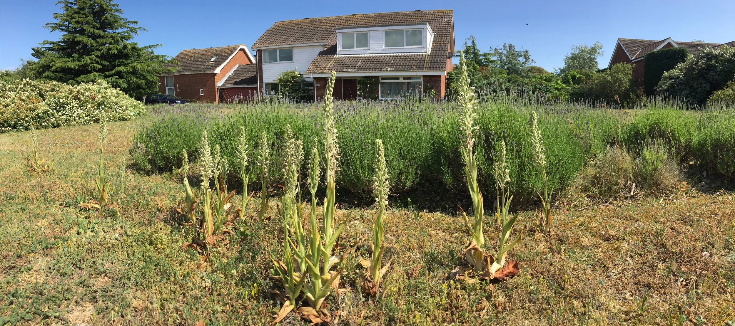Lizard orchids growing next to lavender on someone’s front lawn. Near Sandwich.