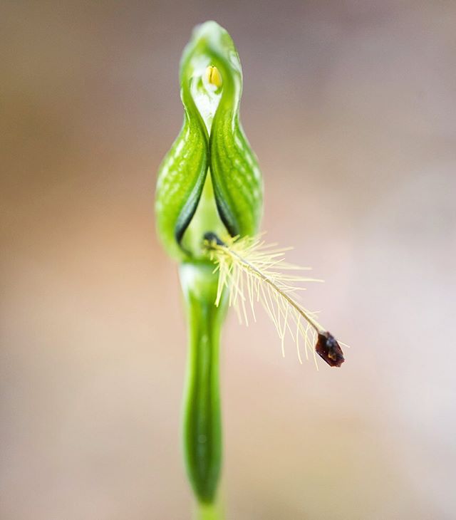 A little bit tongue-in-cheek 😛 
I don&rsquo;t think I&rsquo;ll ever get tired of how weird these plumed greenhoods are. The densely hairy labellum is probably involved in pollinator attraction somehow but exactly how is unclear. There is some sugges