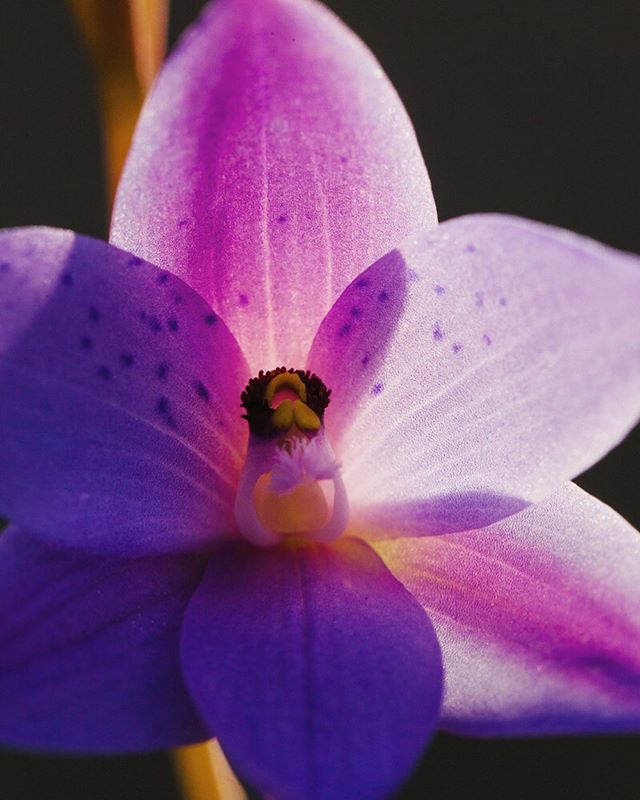 Sun. Orchid. Explosion! I remember this scene, 5 years ago I found this spotted sun orchid in beautiful Bush at Royal National Park. The last golden rays of the sun were hitting the back of the flower causing the most magnificent explosion of pinks a