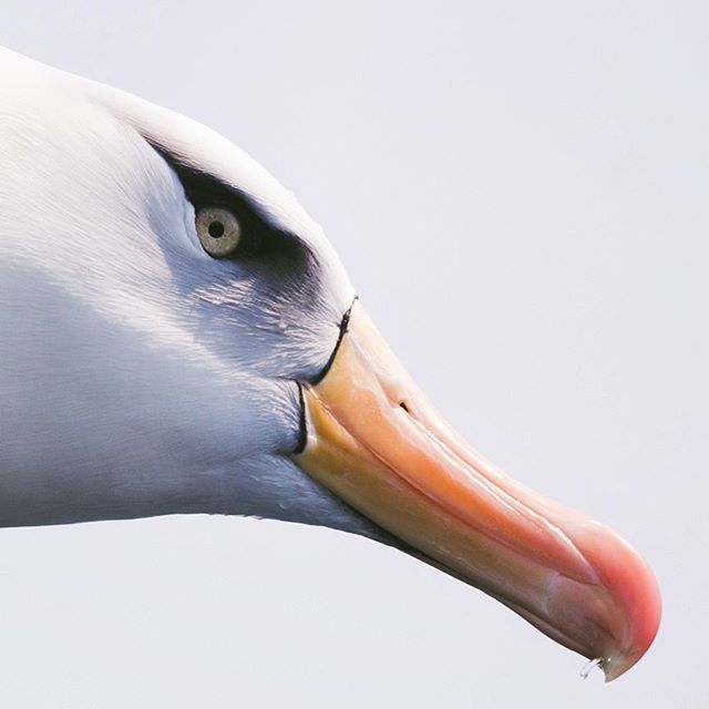 The Campbell Albatross is the celebrity of seabird world. Well dressed, perfectly drawn eyeliner, audacious lipstick. Always ready for a night out on the ocean. 
#noeyelinerneeded #iwokeuplikethis #seabirdcelebrity #albatross #campbellalbatross #wild