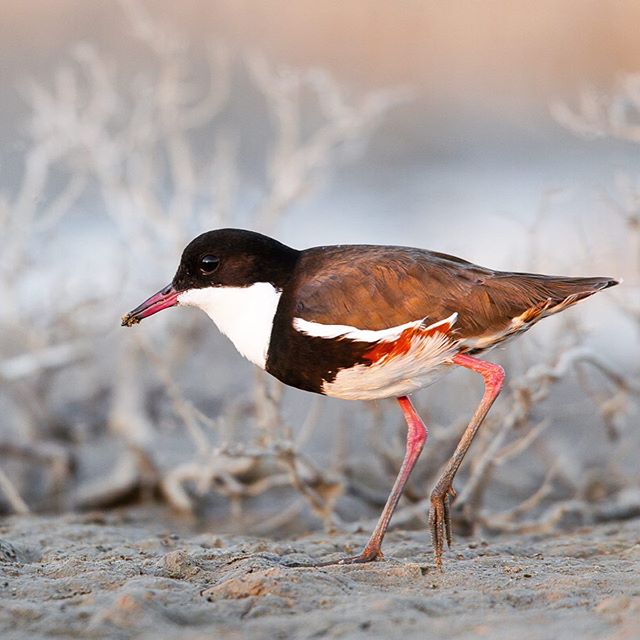 I was recently asked to provide images of Red-kneed Dotterels for a sign at Jerrabomberra, and I had to go off digging in my old hard drives from way back in 2011. I&rsquo;d forgotten that I&rsquo;d spent a magical afternoon at Calperum Station with 