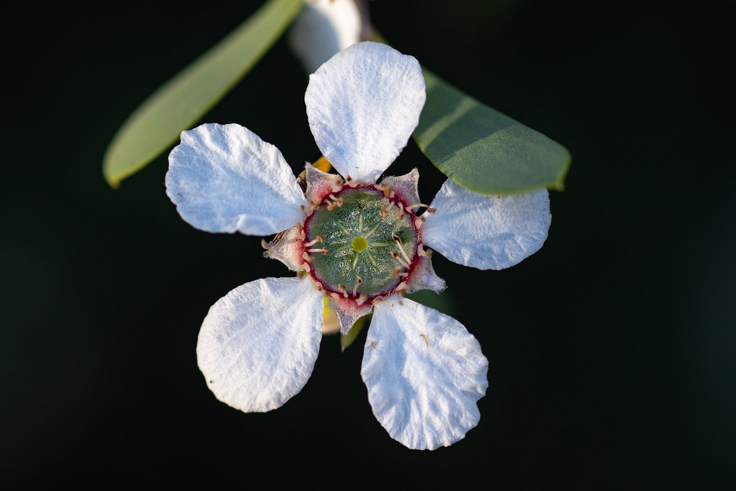 Zeiss mm f2 Makro Planar: a belated review — TOBIAS HAYASHI