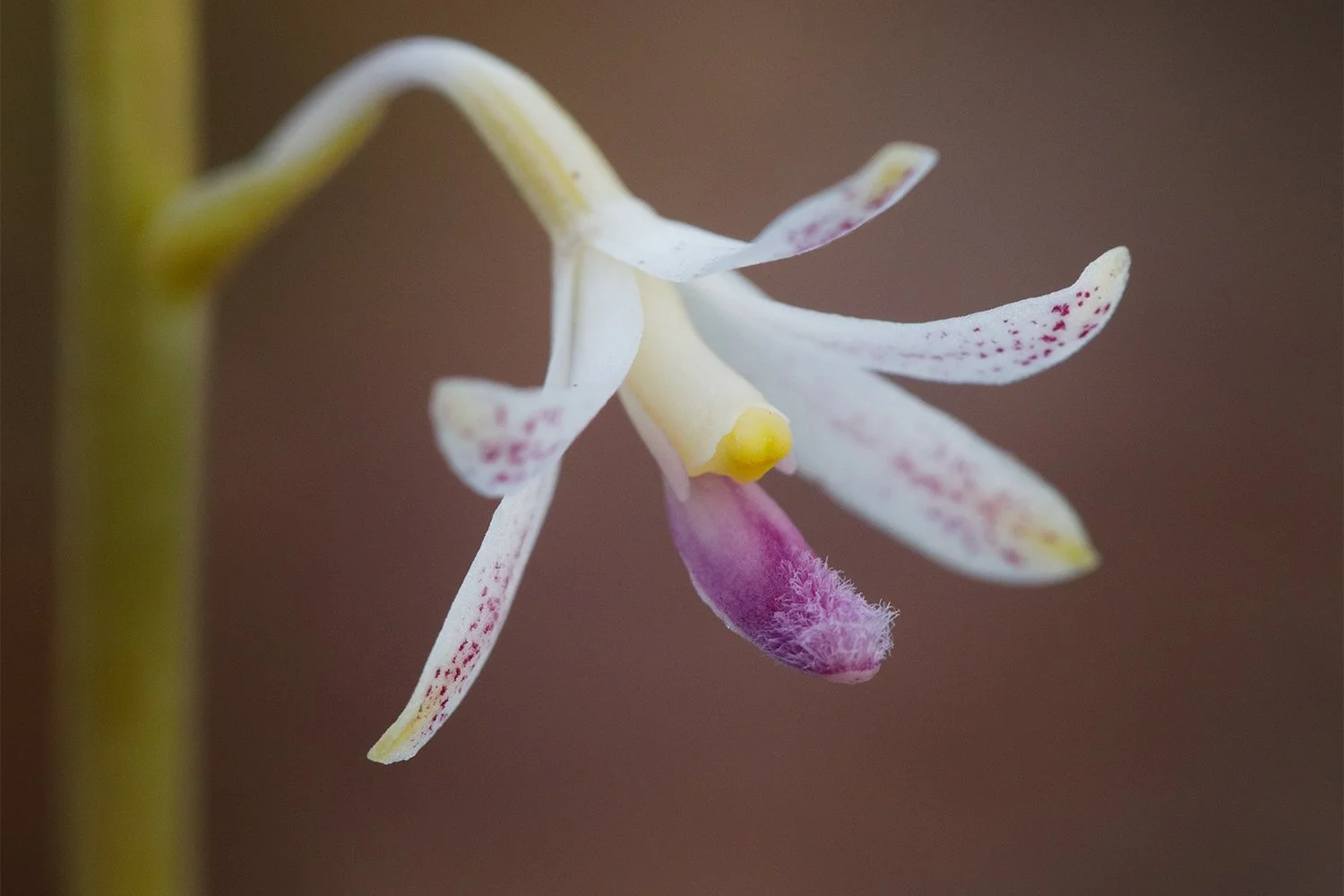 Three orchids from Arnhem Land