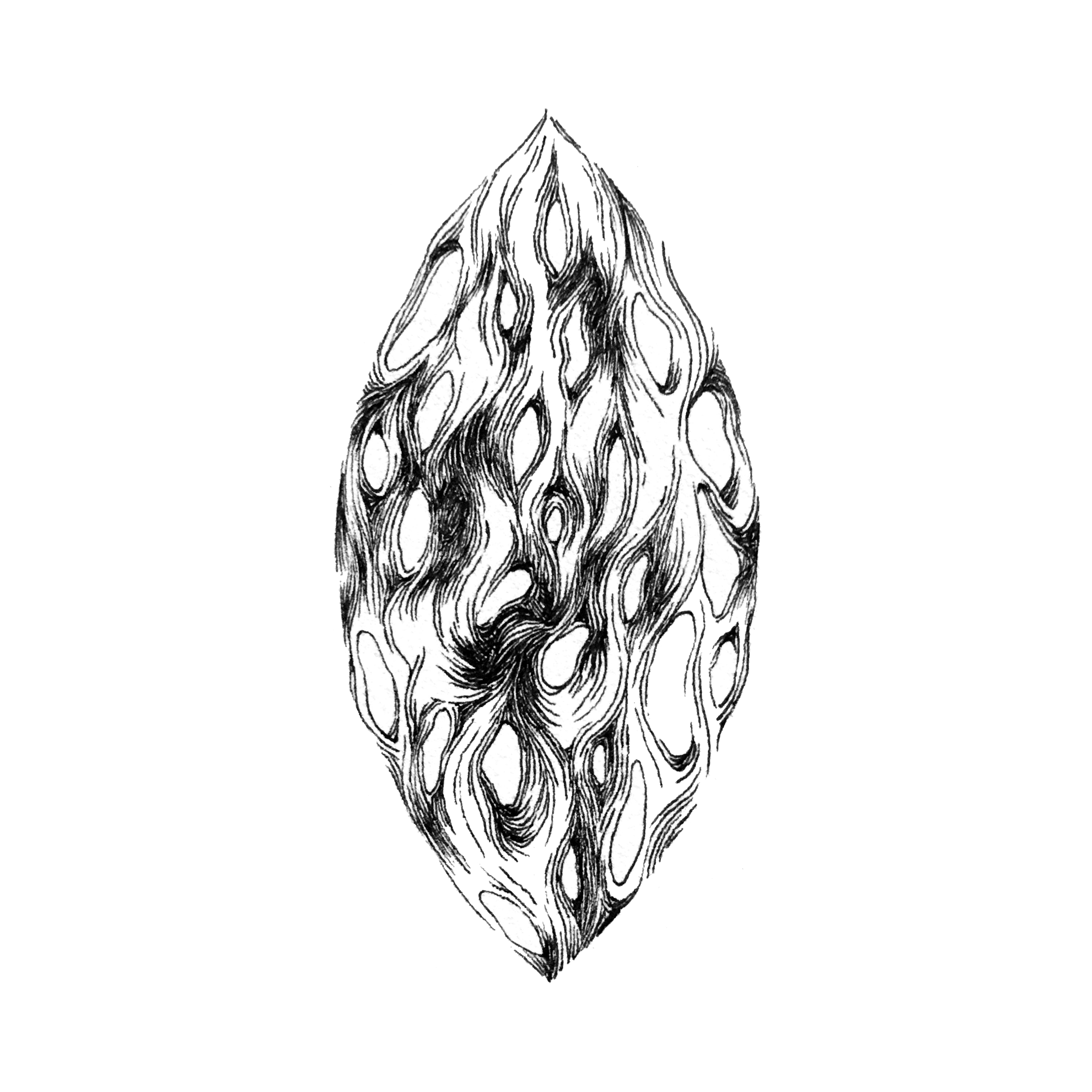 growth-cholla.png
