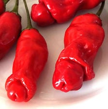 Devil's Penis Chillis