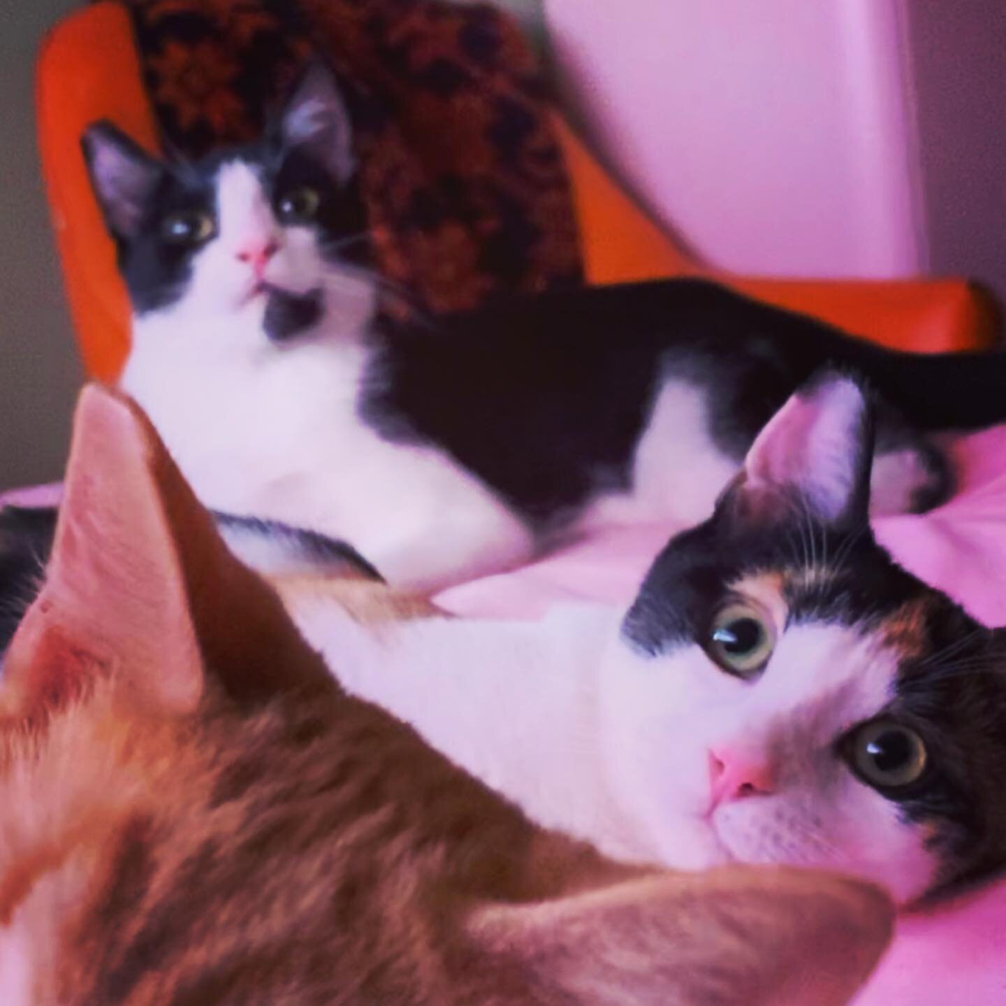 UPDATE: lem &amp; lo have been adopted!! ✨👯&zwj;♀️✨
lemon and lo mein are looking for their forever home together 👀💛 is it with you? these 6-month-old sisters were rescued from an elementary school in south LA, and though they were quite shy at th