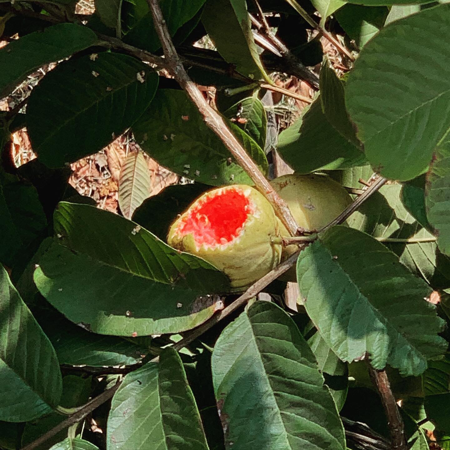 bird buffet 🥥