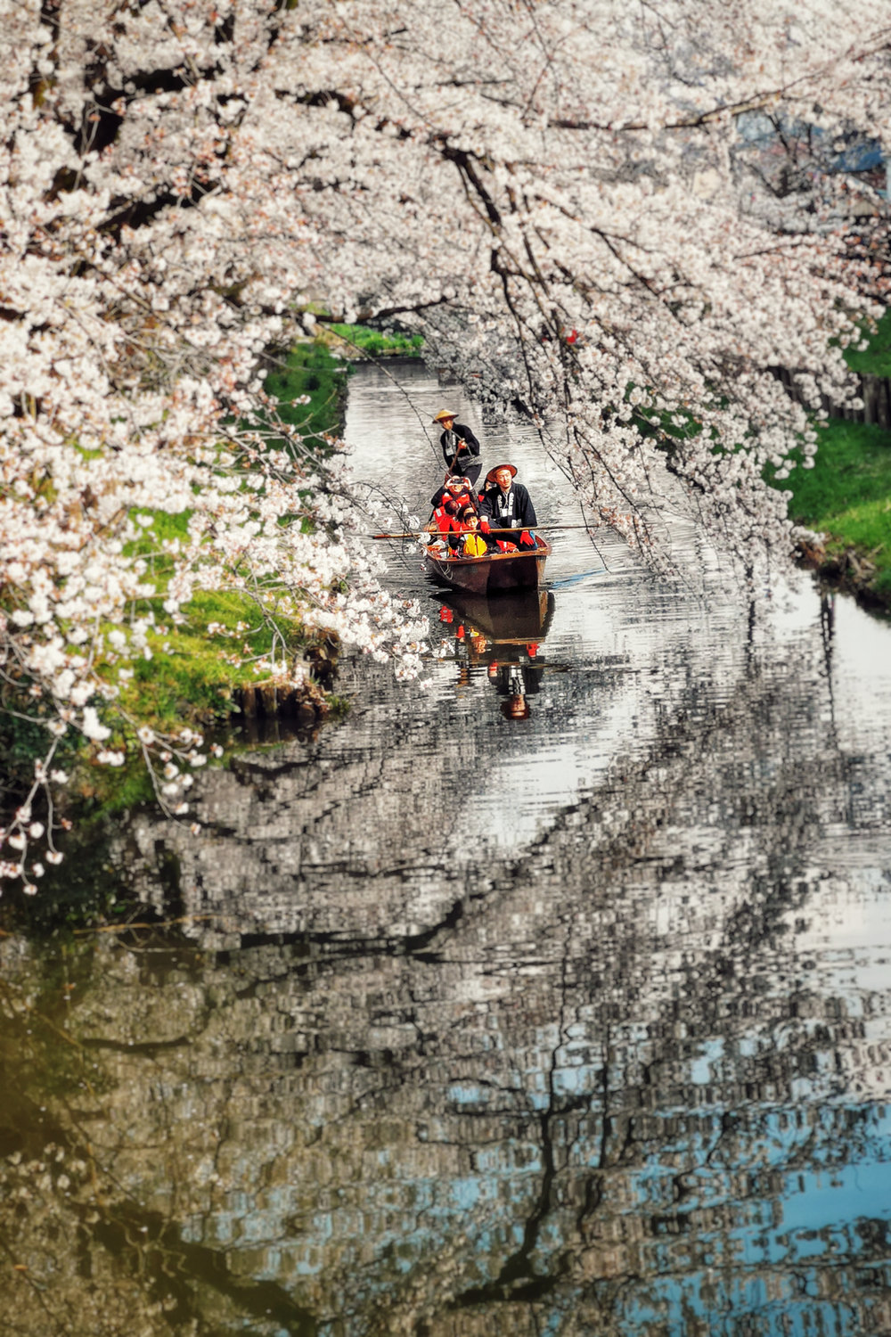  Cherry Blossom River, Kawagoe. Huawei P20 Pro (80mm cam) 