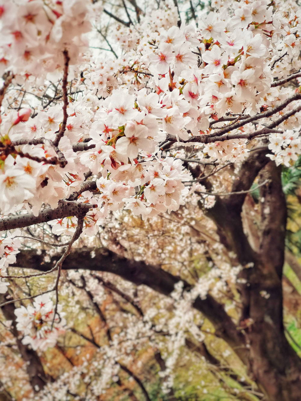  Cherry Blossoms, Ueno Park, Tokyo 