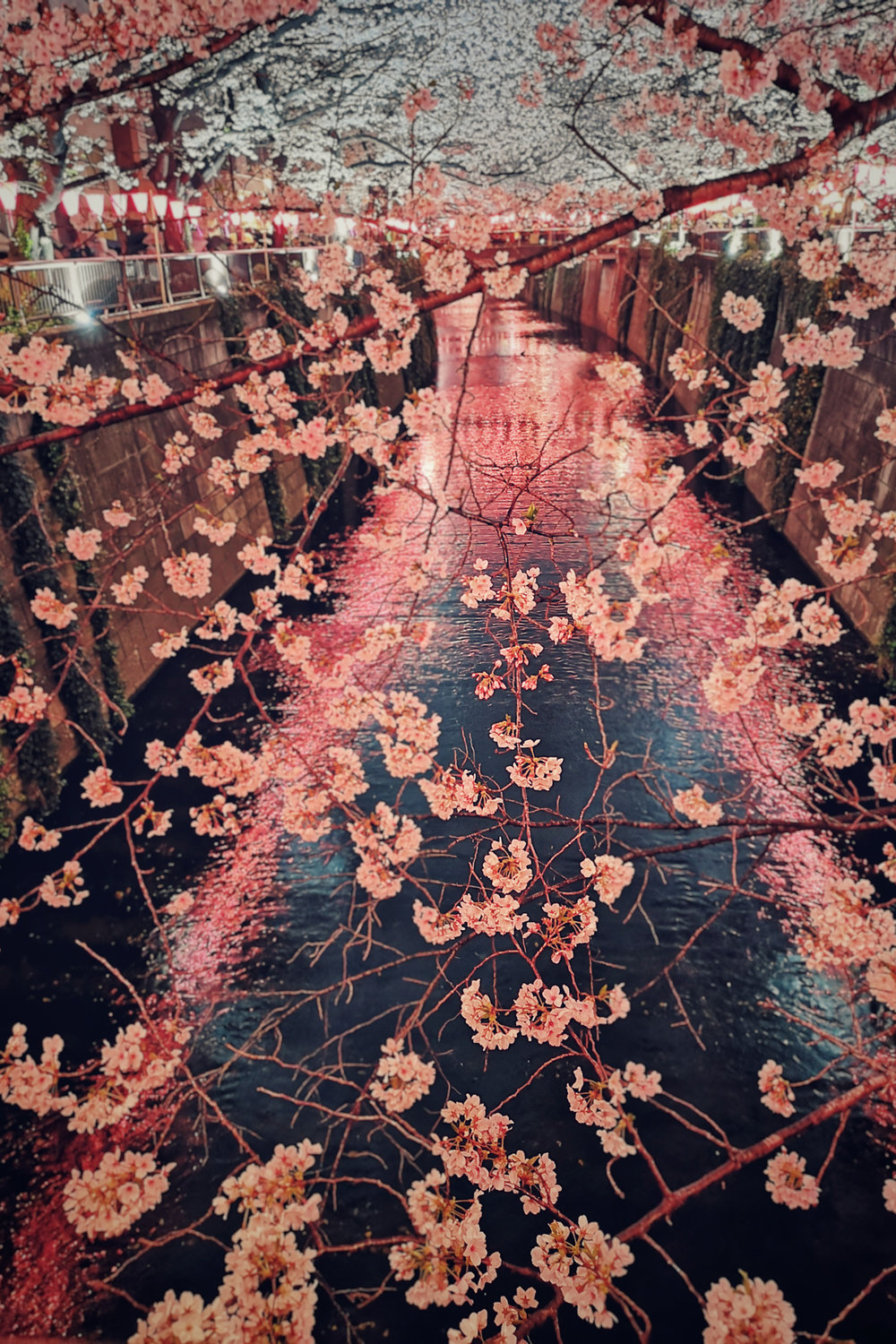  Cherry Blossoms, Nakameguro - Tokyo. Huawei P20 Pro Night Mode 