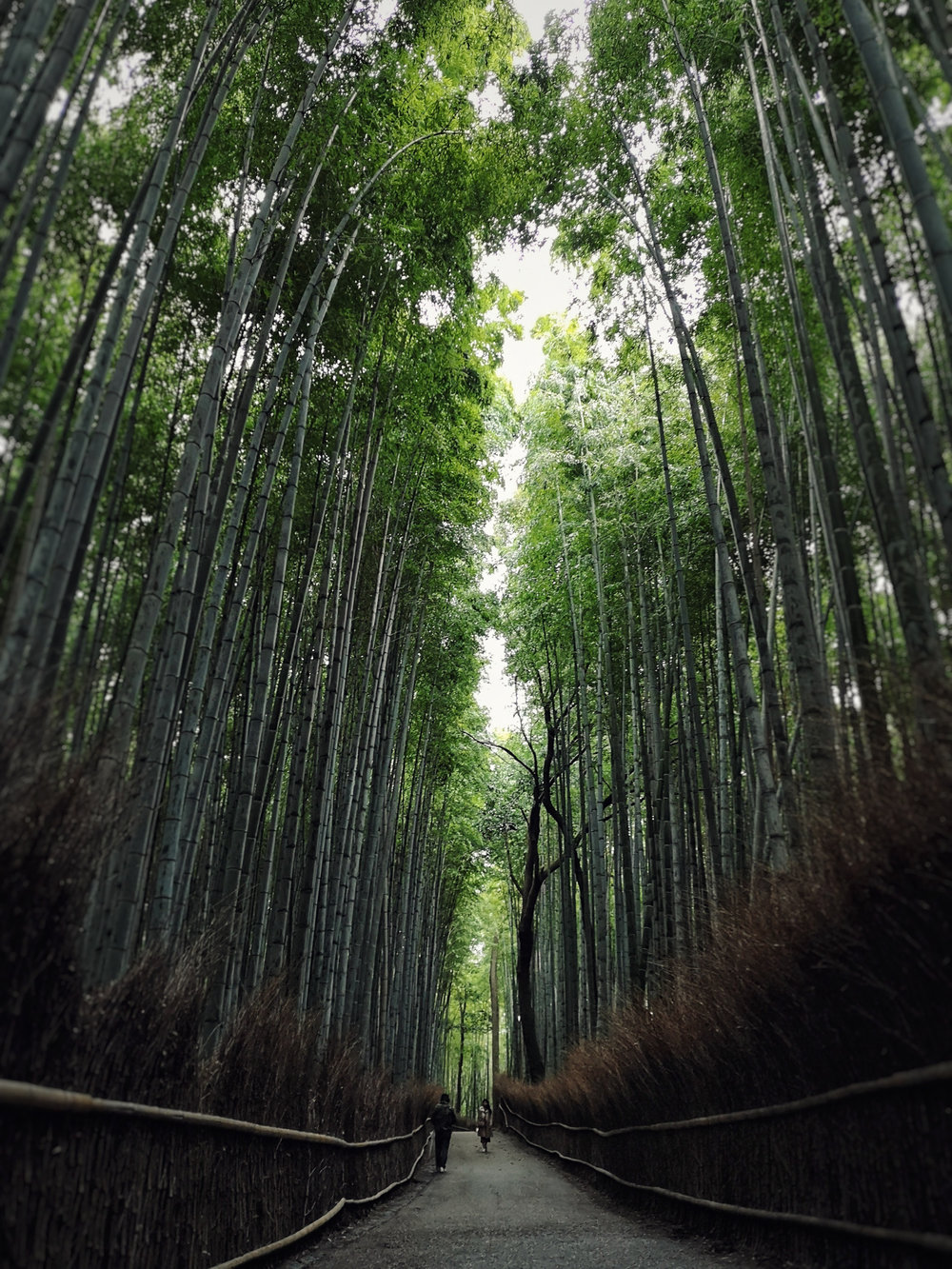  Arashiyama Bamboo Forest. Huawei P20 Pro 
