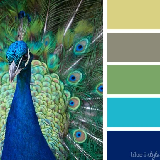 peacock.jpg