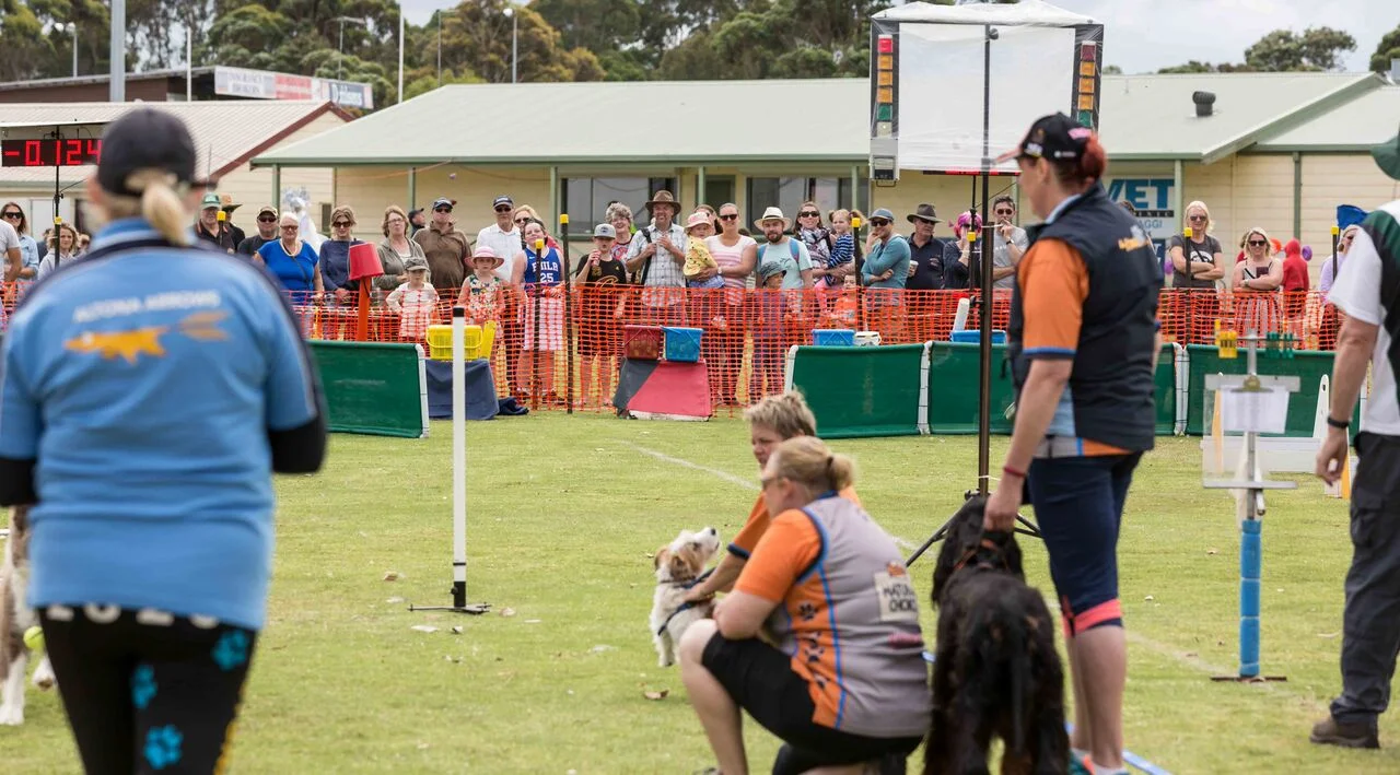 Bass Coast flyball21.jpg