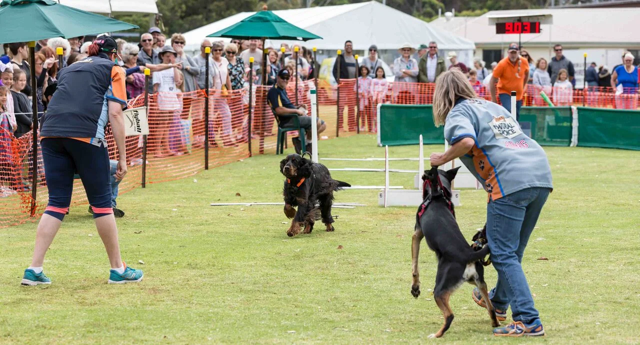 Bass Coast flyball22.jpg