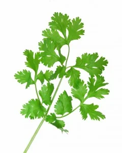 8 Ways to use Cilantro (Sih-LAHN-troh)