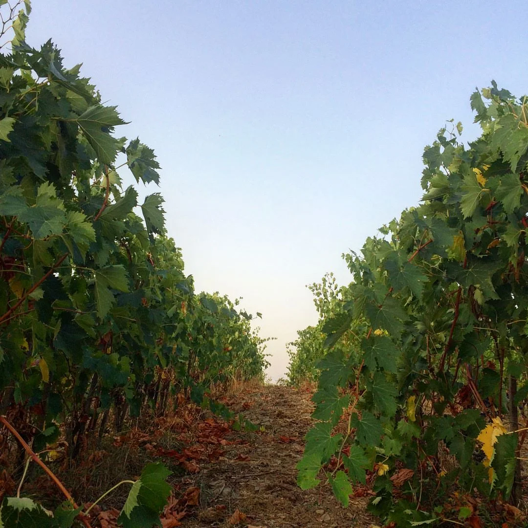 Arnaldo vineyards.jpg