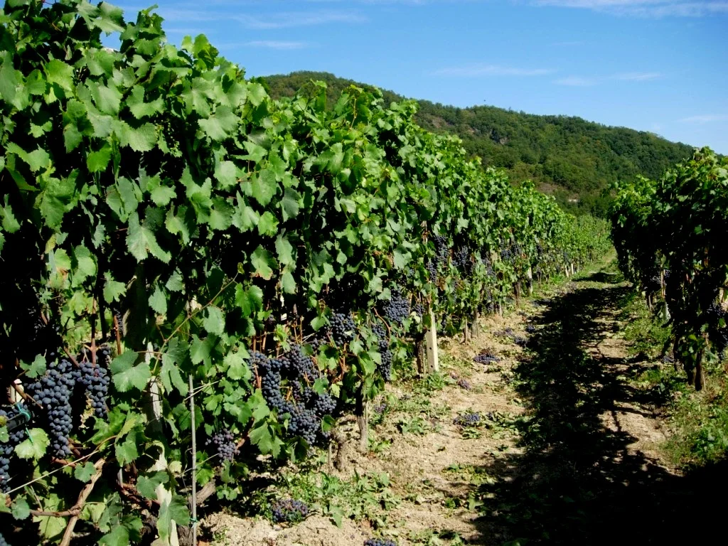 Vigna-settembre-2007-027-1024x768.jpg