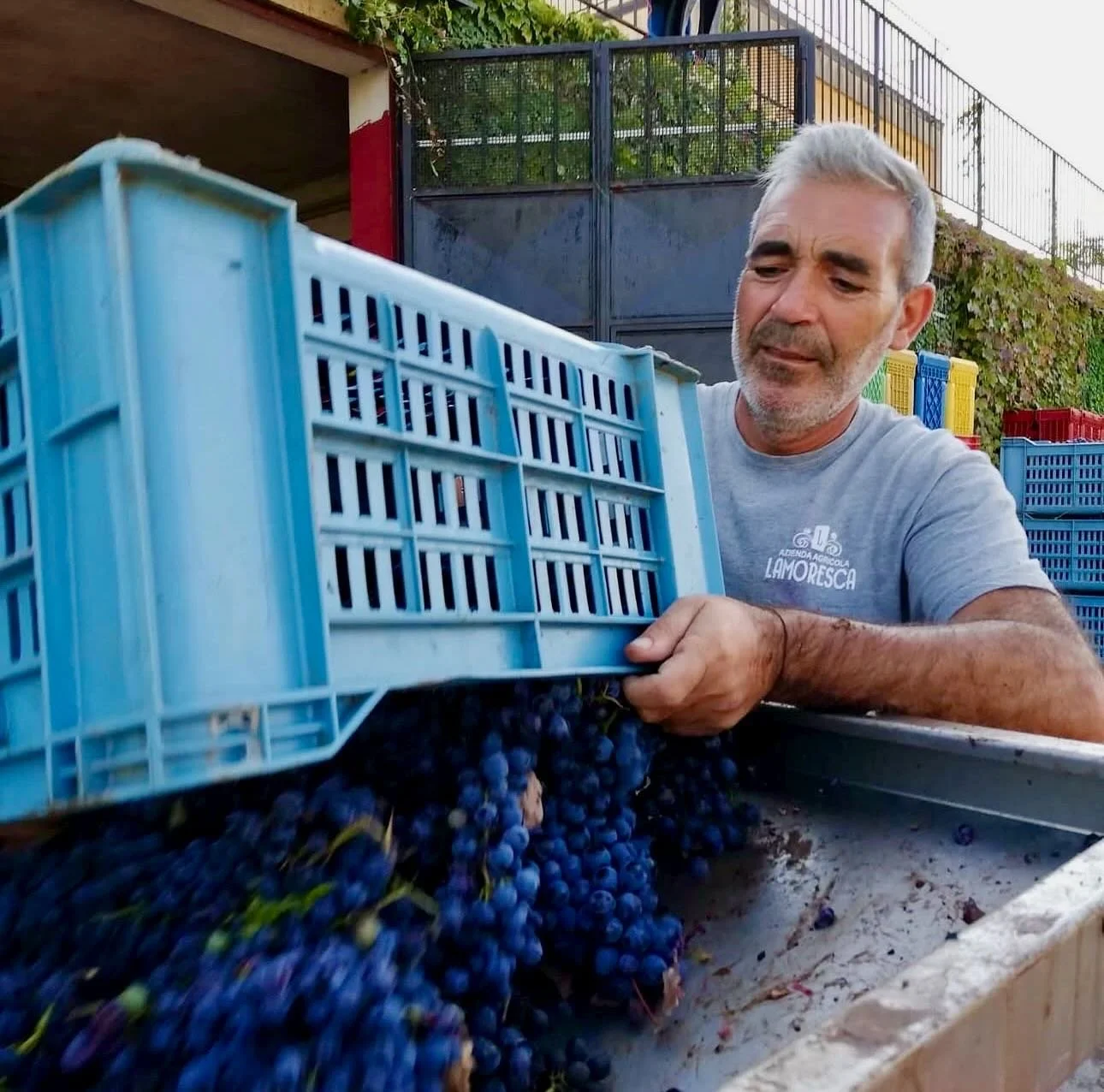 Lamoresca in Arrivo🚀🚀🚀

It&rsquo;s finally full on Spring! And with that, as is our yearly tradition, we&rsquo;ve been anxiously awaiting the arrival of the fresh vintage release from our dear friends at Lamoresca in the heart of Sicily. 

The arr