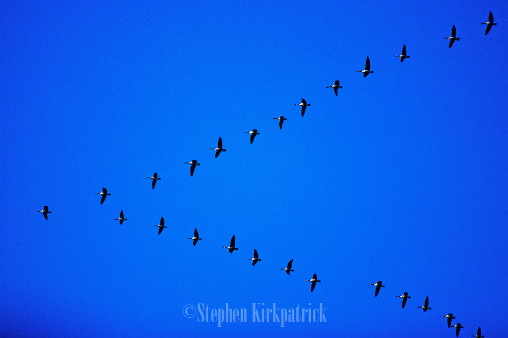 Canada-Geese-in-V-Formation.jpg
